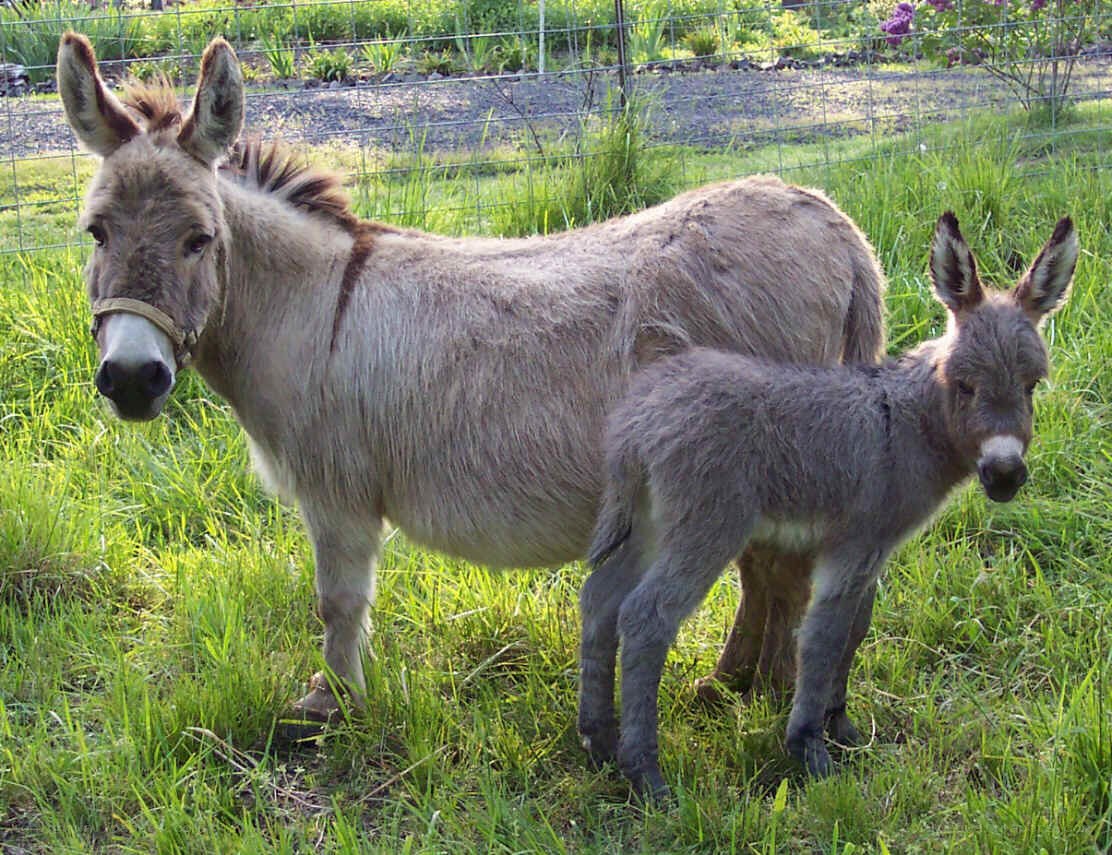 Donkey and foal in a field