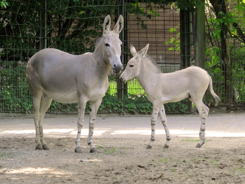 Donkey and Foal