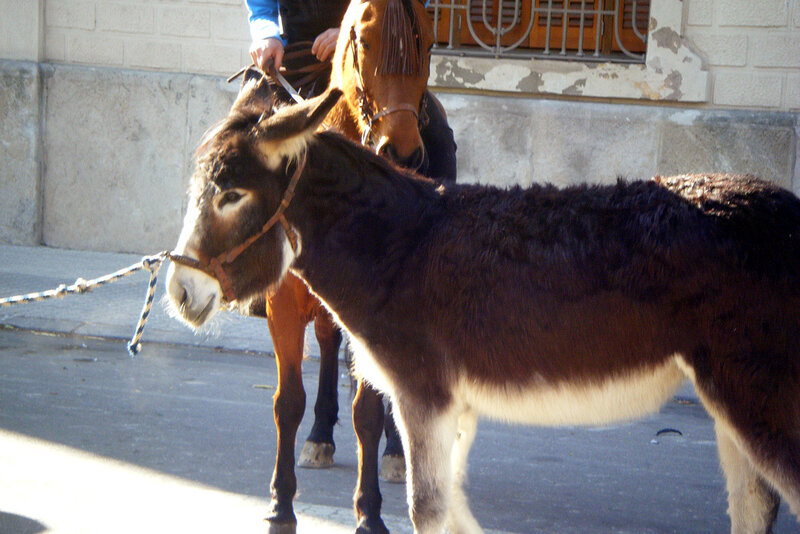 Donkey and Horse on Street