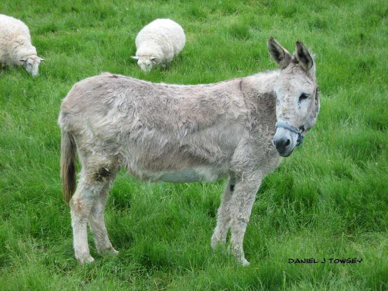 donkey and sheep in a field