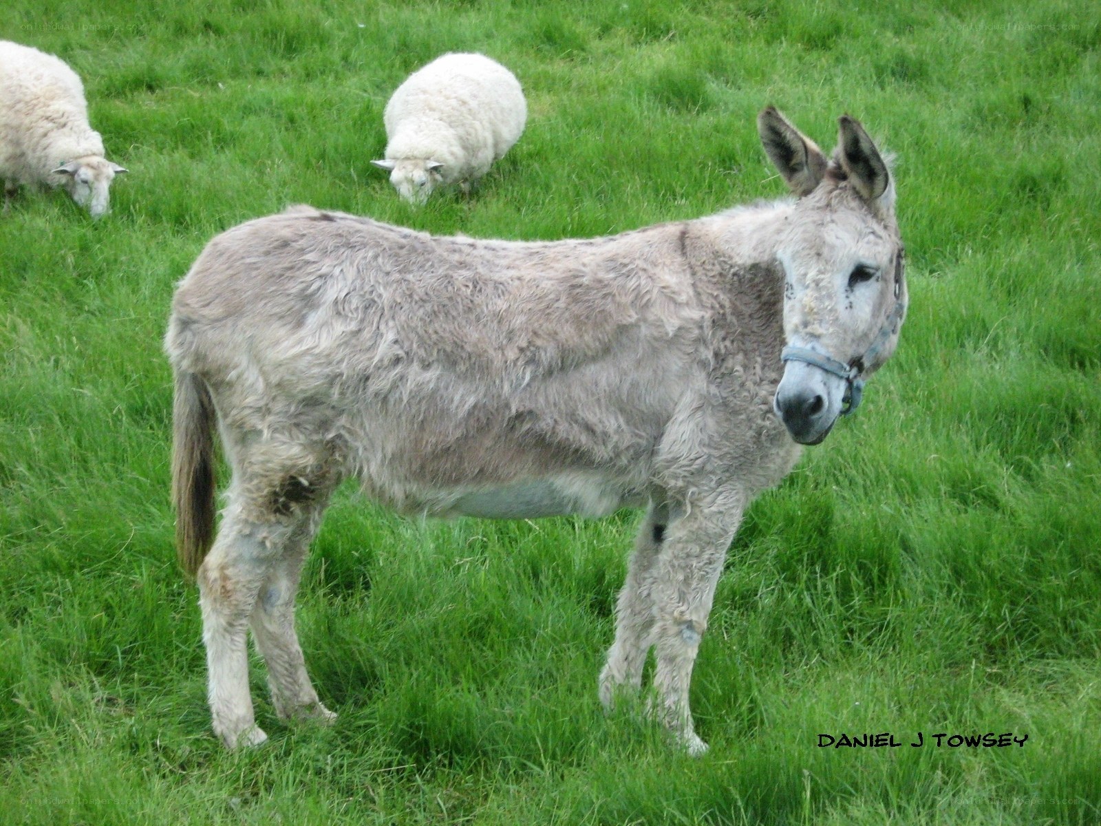 donkey and sheep in a field