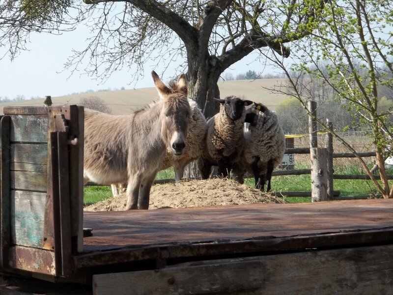 Donkey and Sheep in Field
