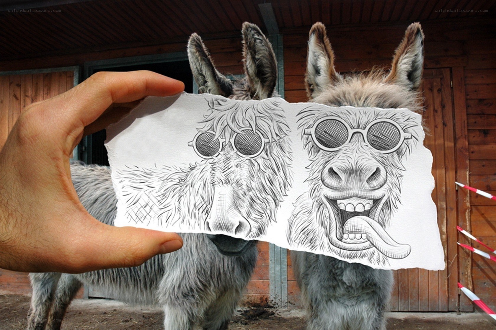 Donkey art with drawing