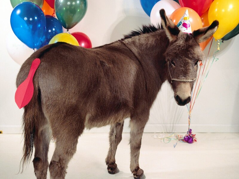 donkey at a party