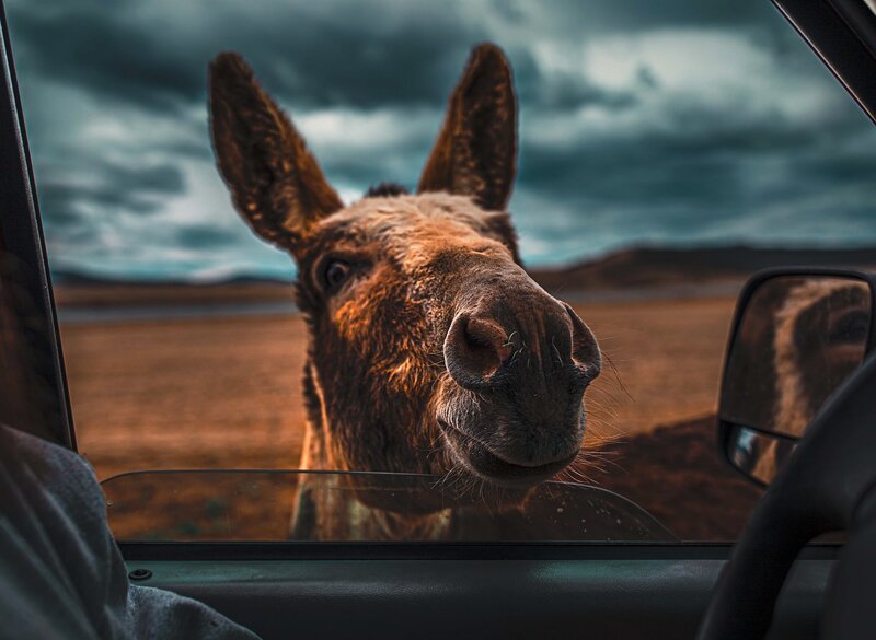 Donkey at Car Window