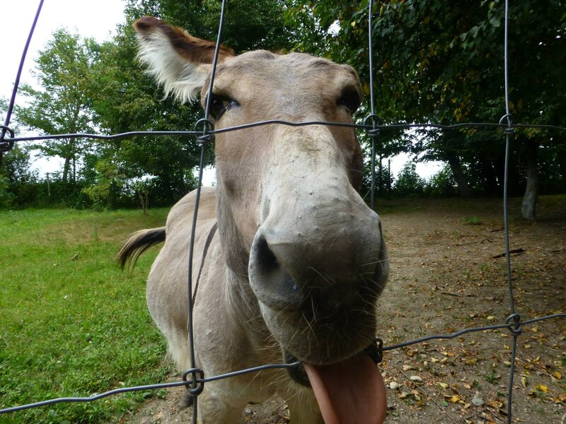 Donkey at Fence — Brown