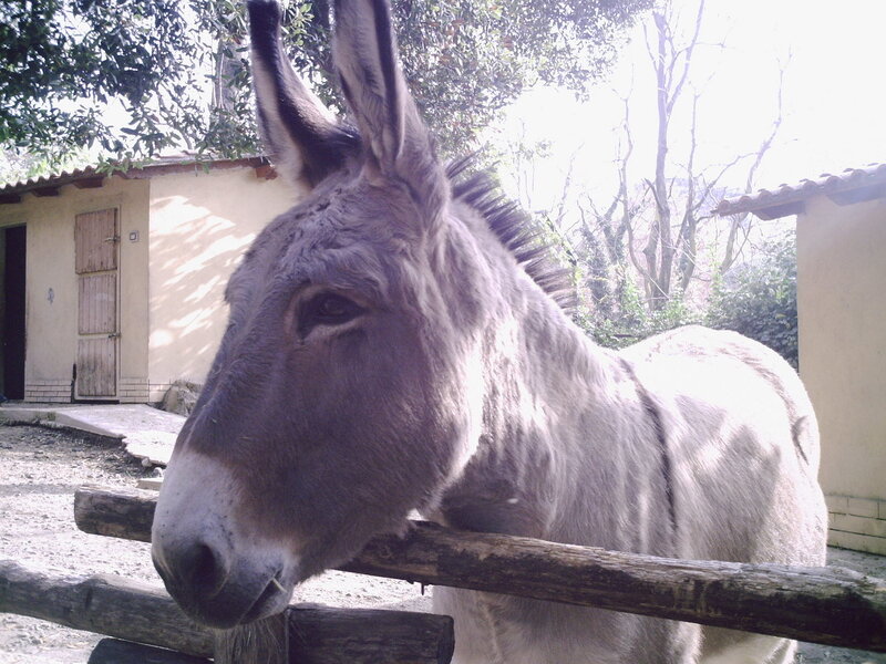 Donkey at Fence