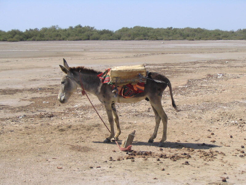 Donkey carrying a load