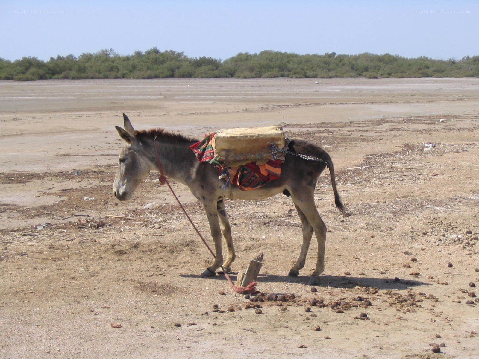 Donkey carrying a load