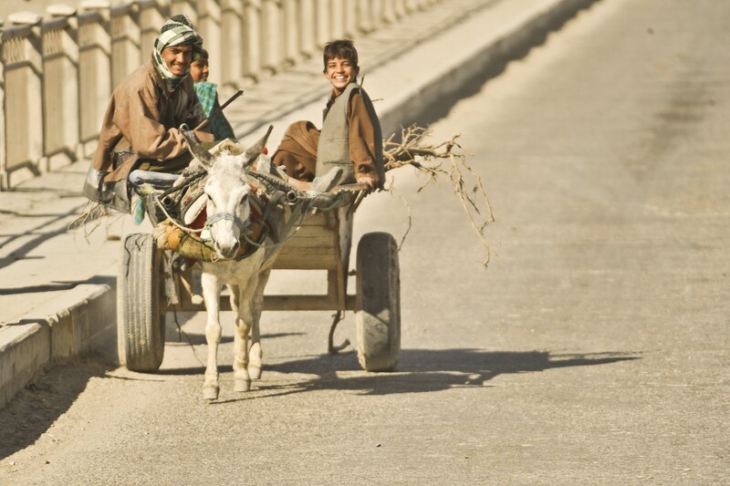 Donkey cart on a road