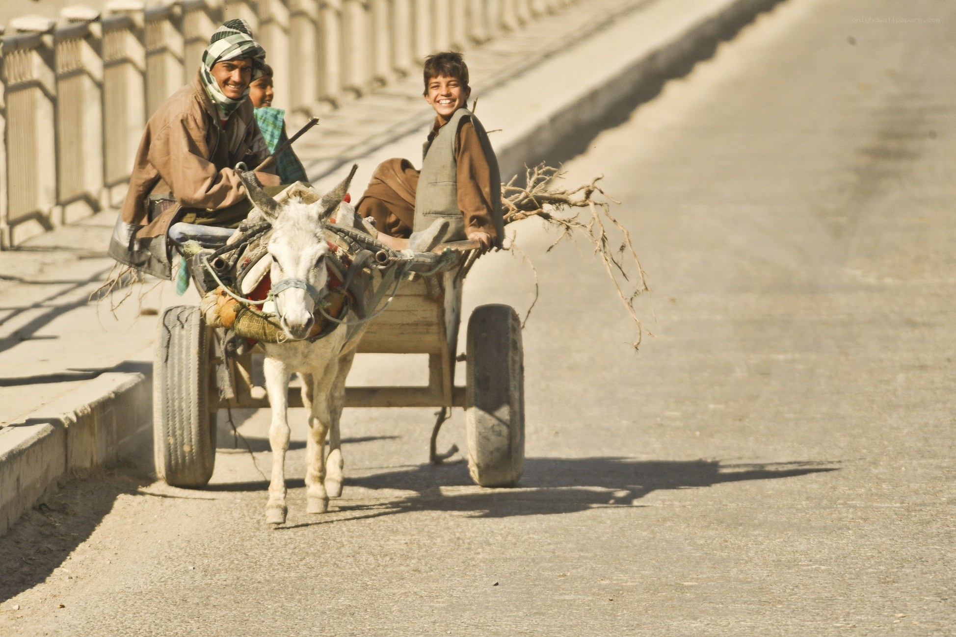 Donkey cart on a road