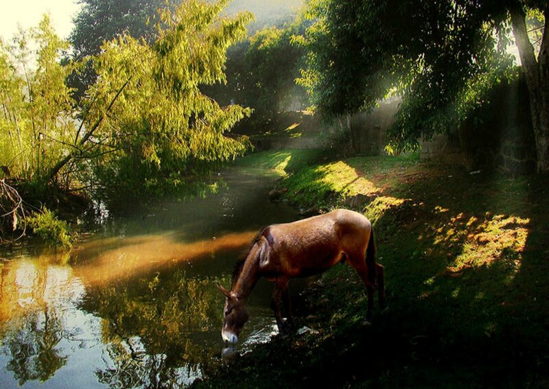 Donkey Drinking Water