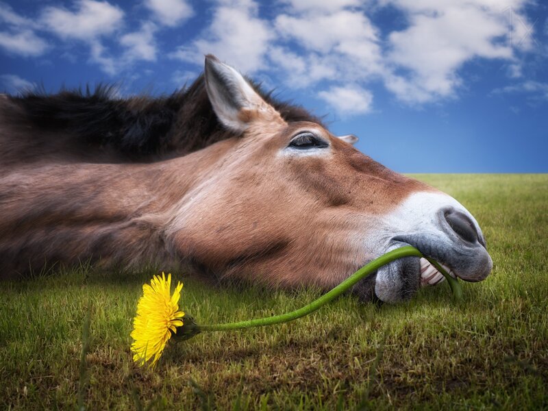 Donkey Eating Dandelion