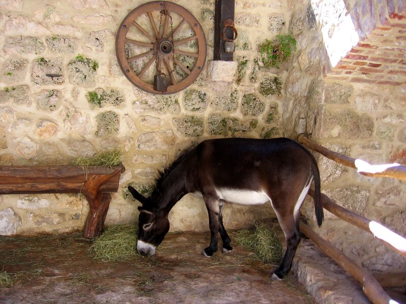 Donkey Eating Hay