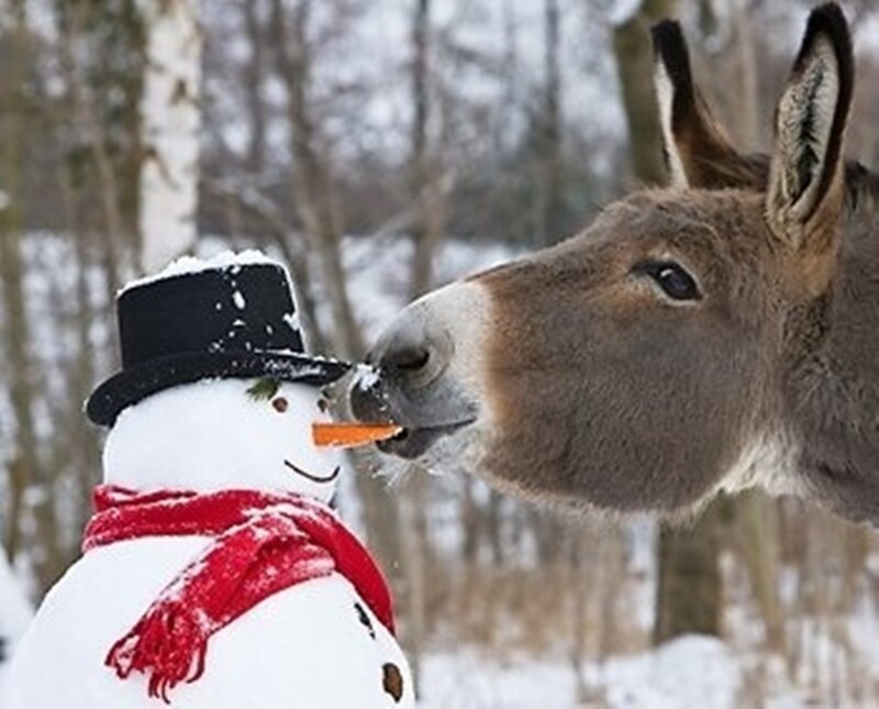 Donkey Eating Snowman