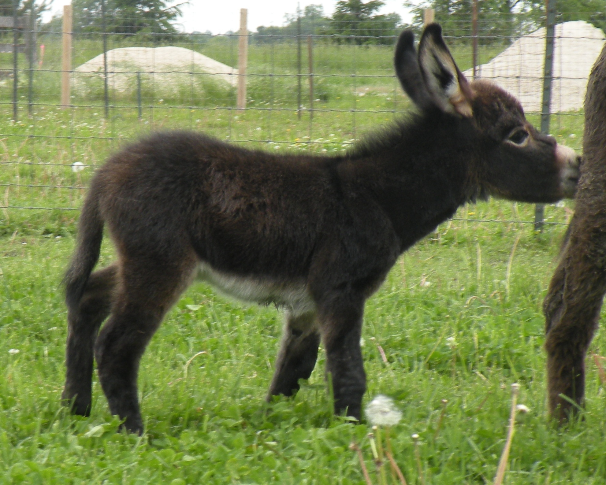 donkey foal in a field
