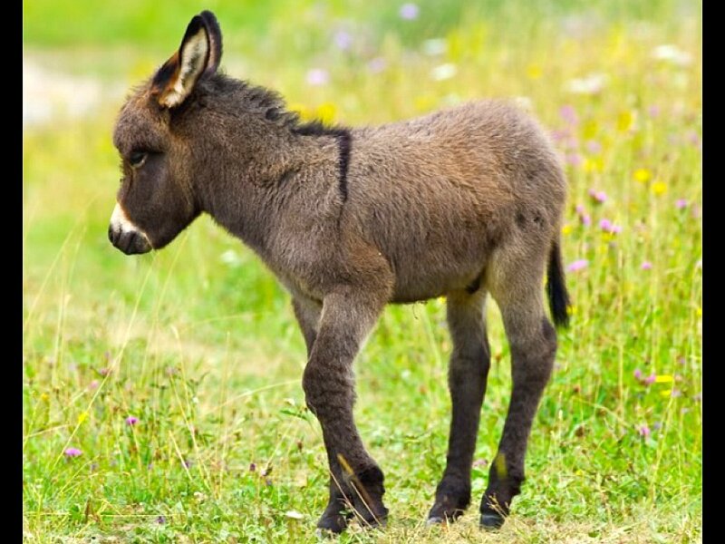 donkey foal in a meadow