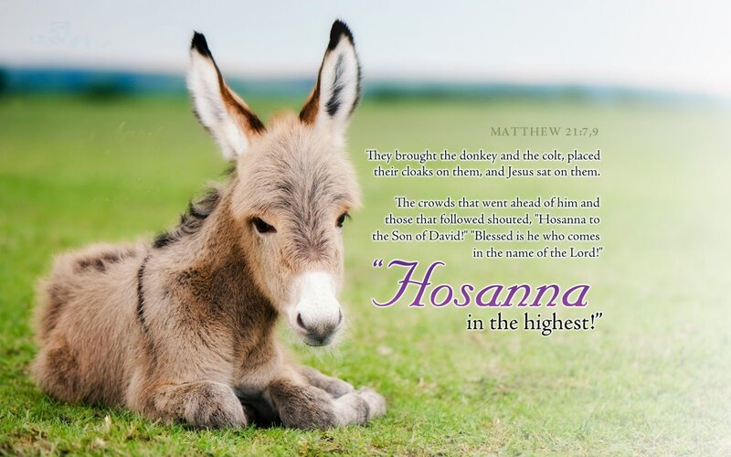 Donkey Foal in Grass