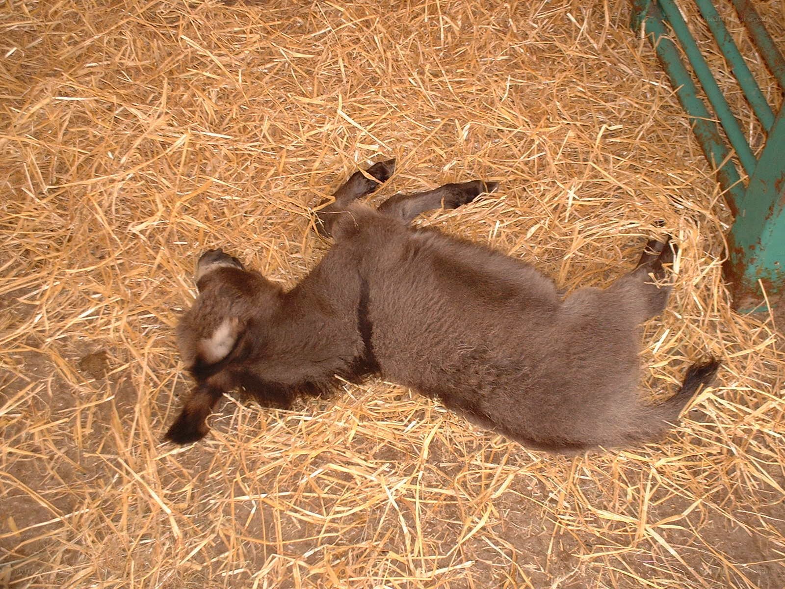 donkey foal resting on hay