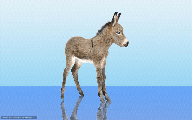 donkey foal standing