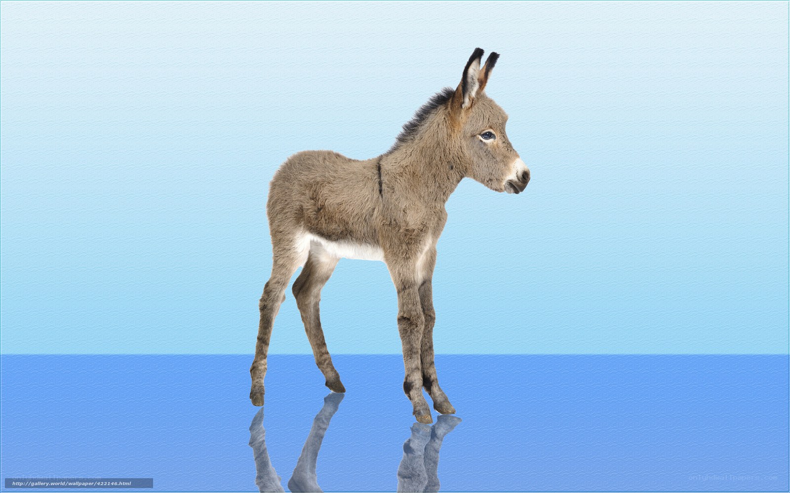 donkey foal standing