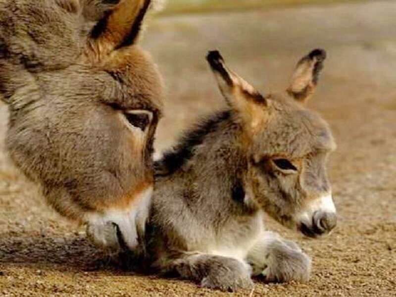Donkey Foal with Adult