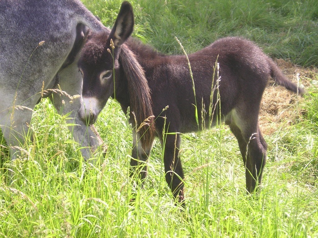Donkey foal with mother in field