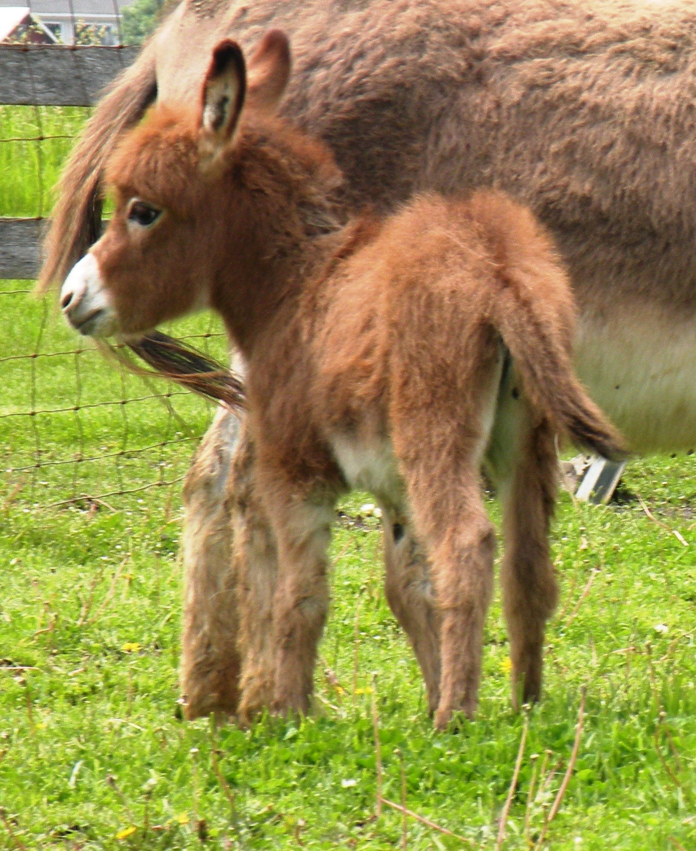 donkey foal with mother