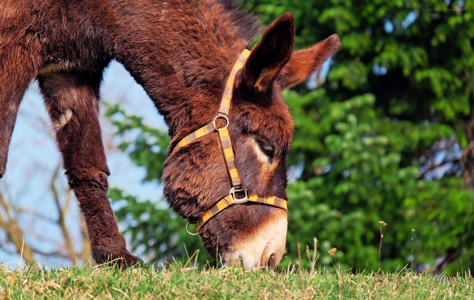 donkey grazing in a field