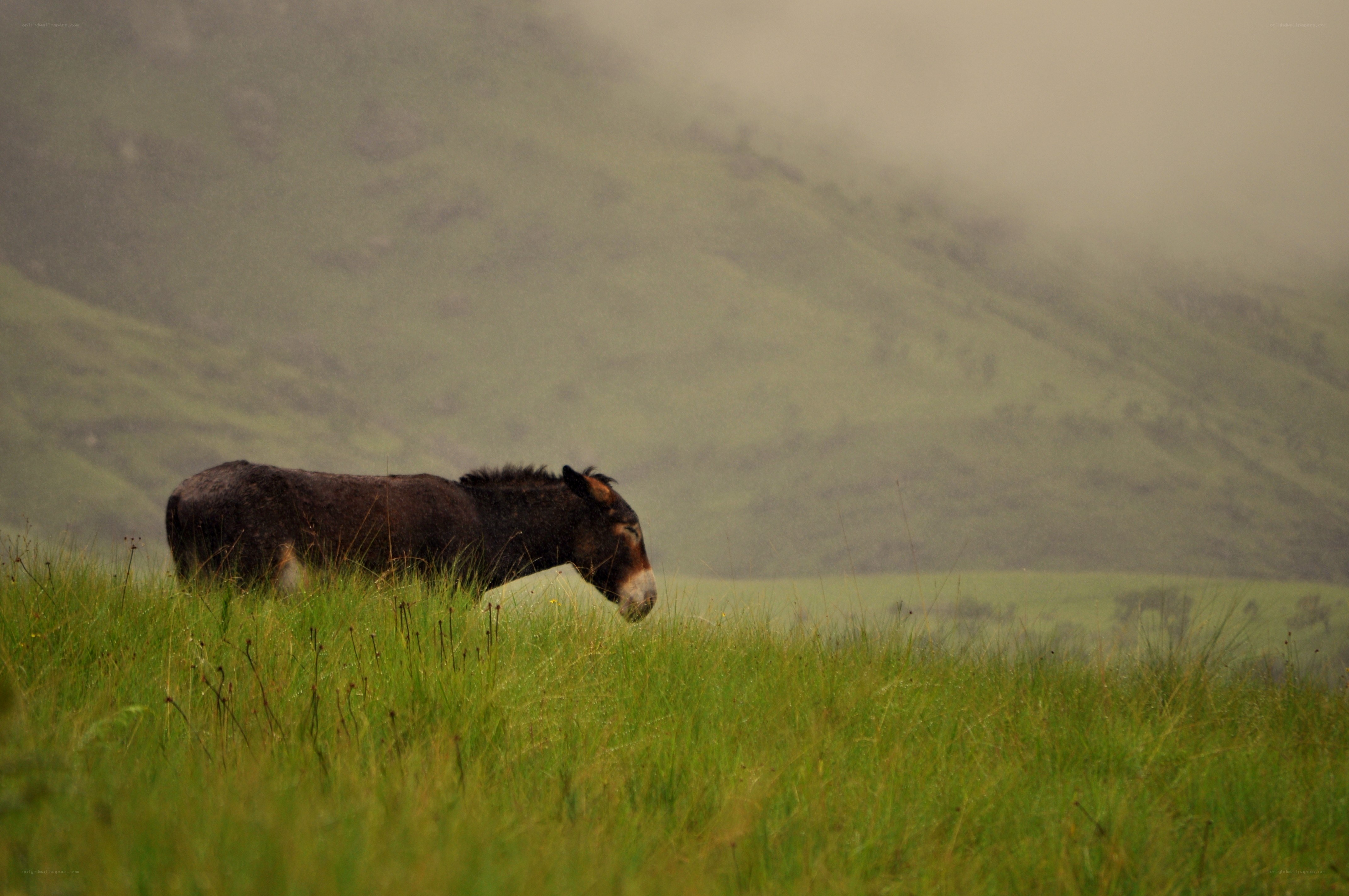 Donkey grazing in a misty field