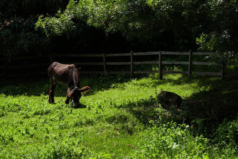 Donkey Grazing in Field