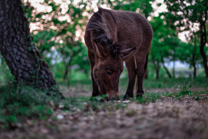 Donkey grazing in forest
