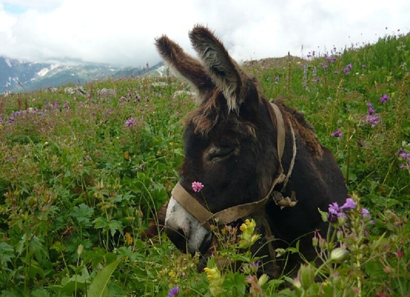 Donkey grazing in wildflowers