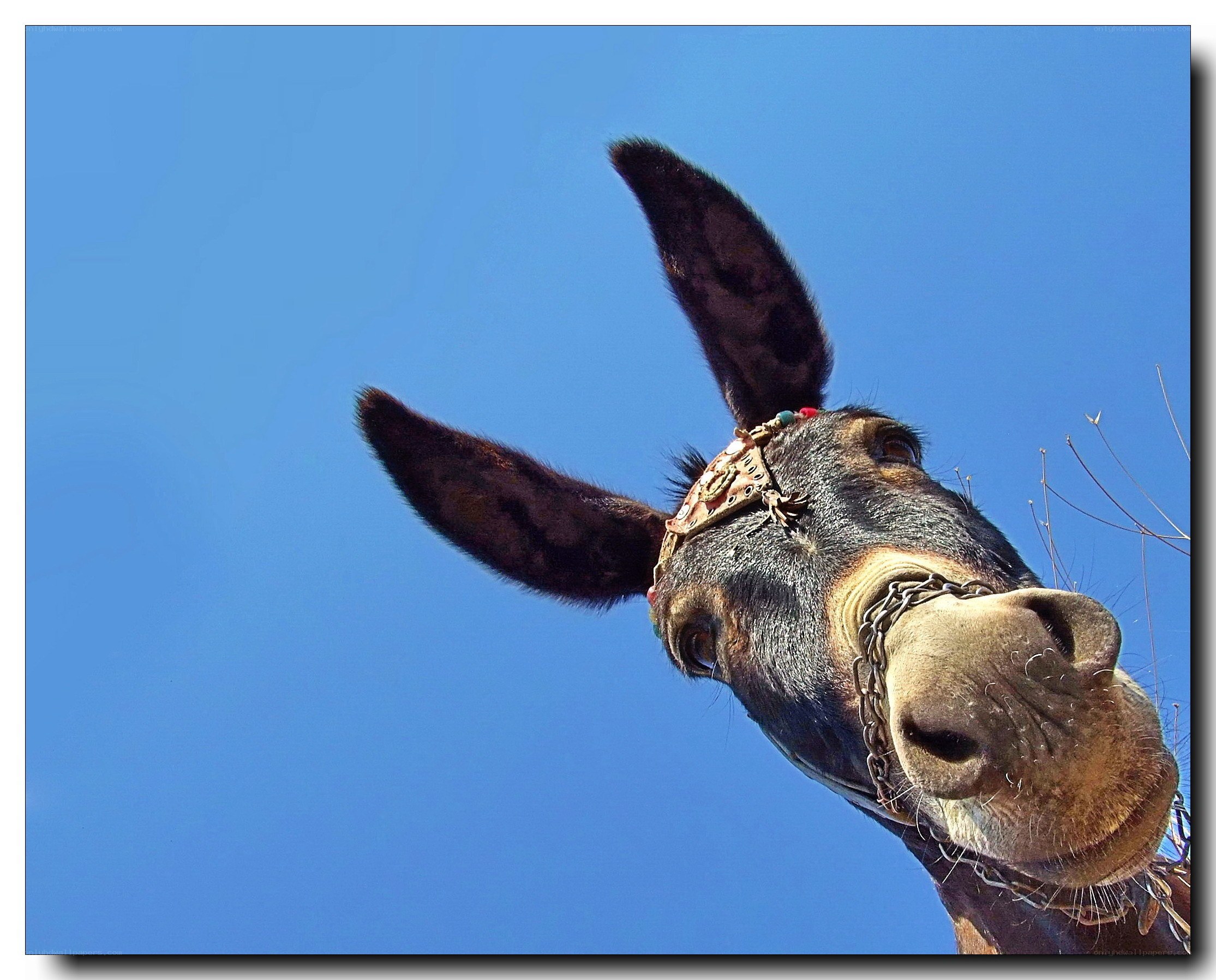 donkey head against blue sky