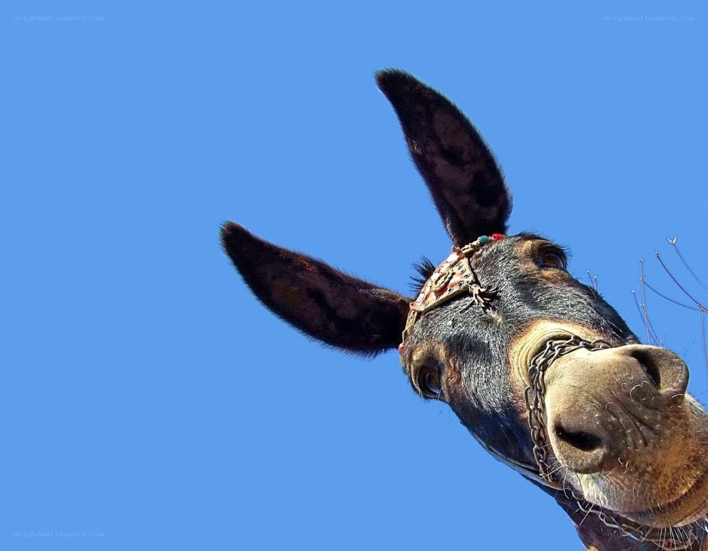 donkey head against blue sky