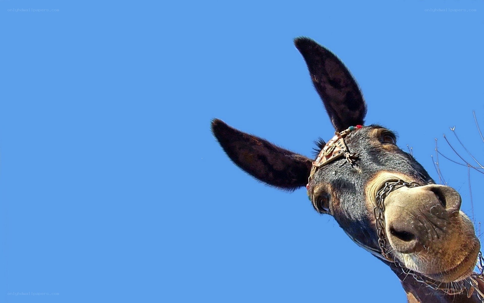 donkey head against blue sky