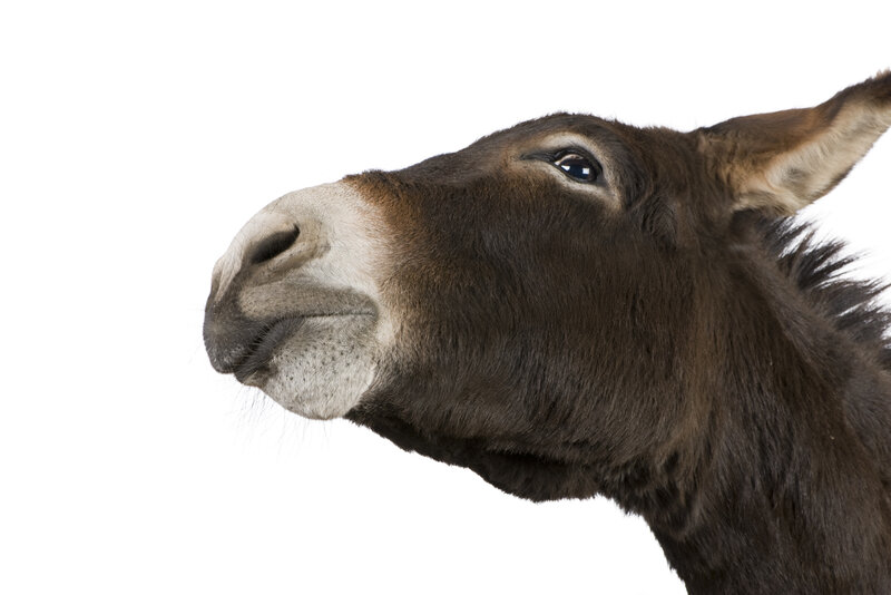 donkey head in profile