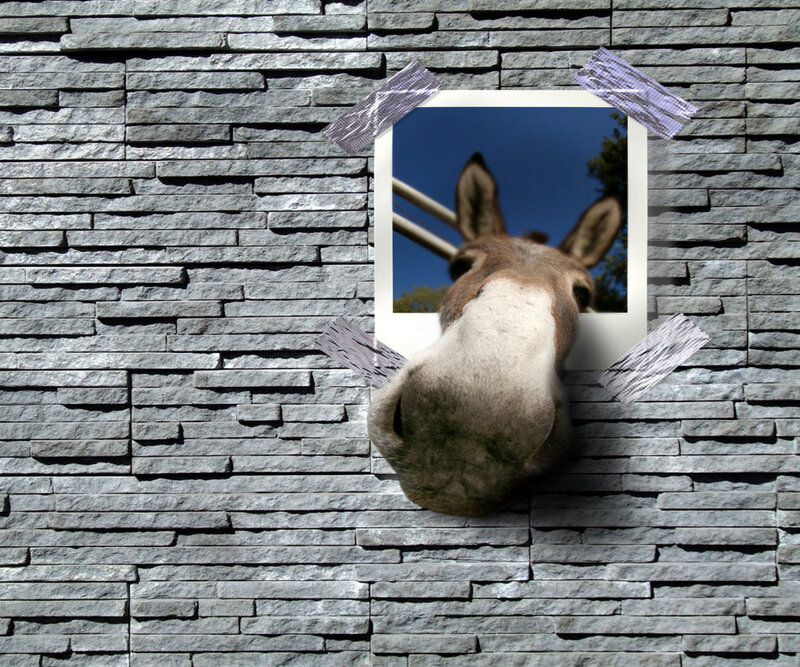Donkey Head Through Hole