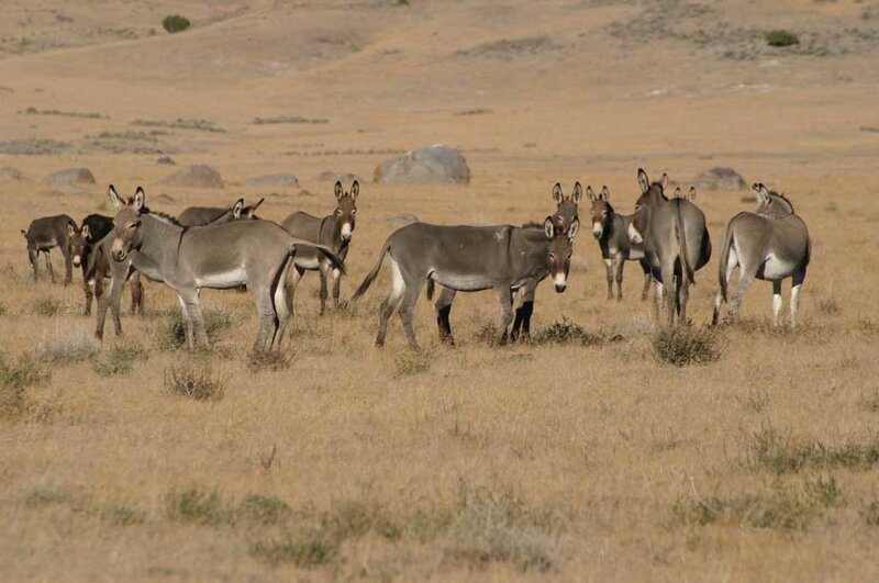 Donkey Herd in Field