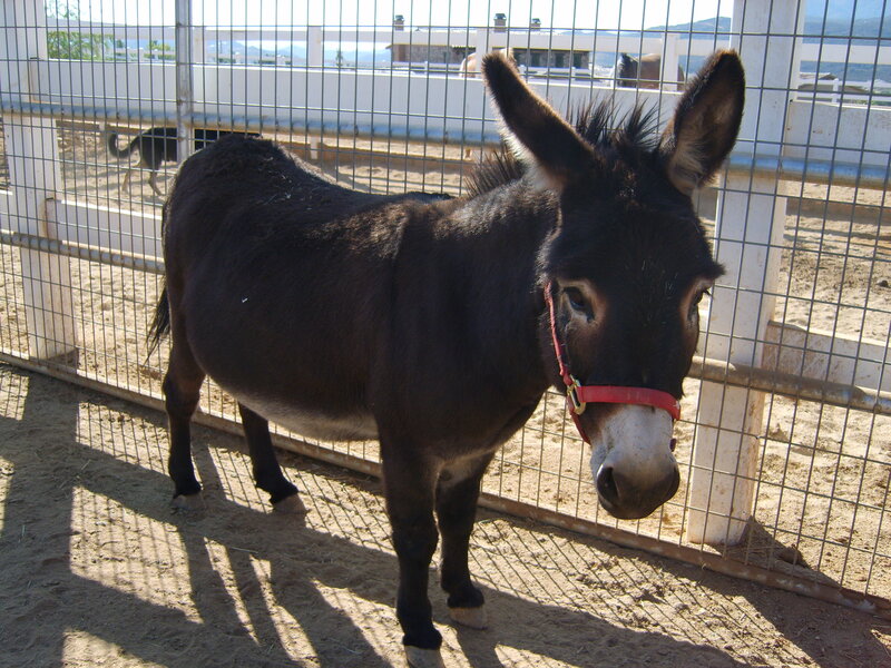 donkey in a fenced enclosure