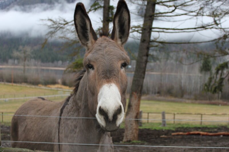 donkey in a field