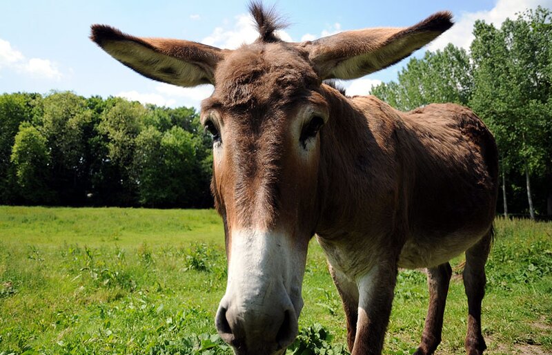 Donkey in a Field — Green, Calm