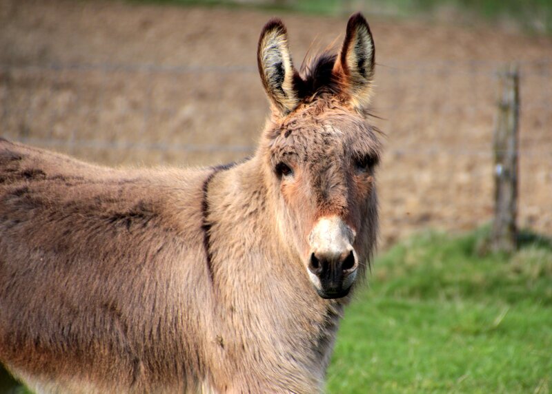 donkey in a field