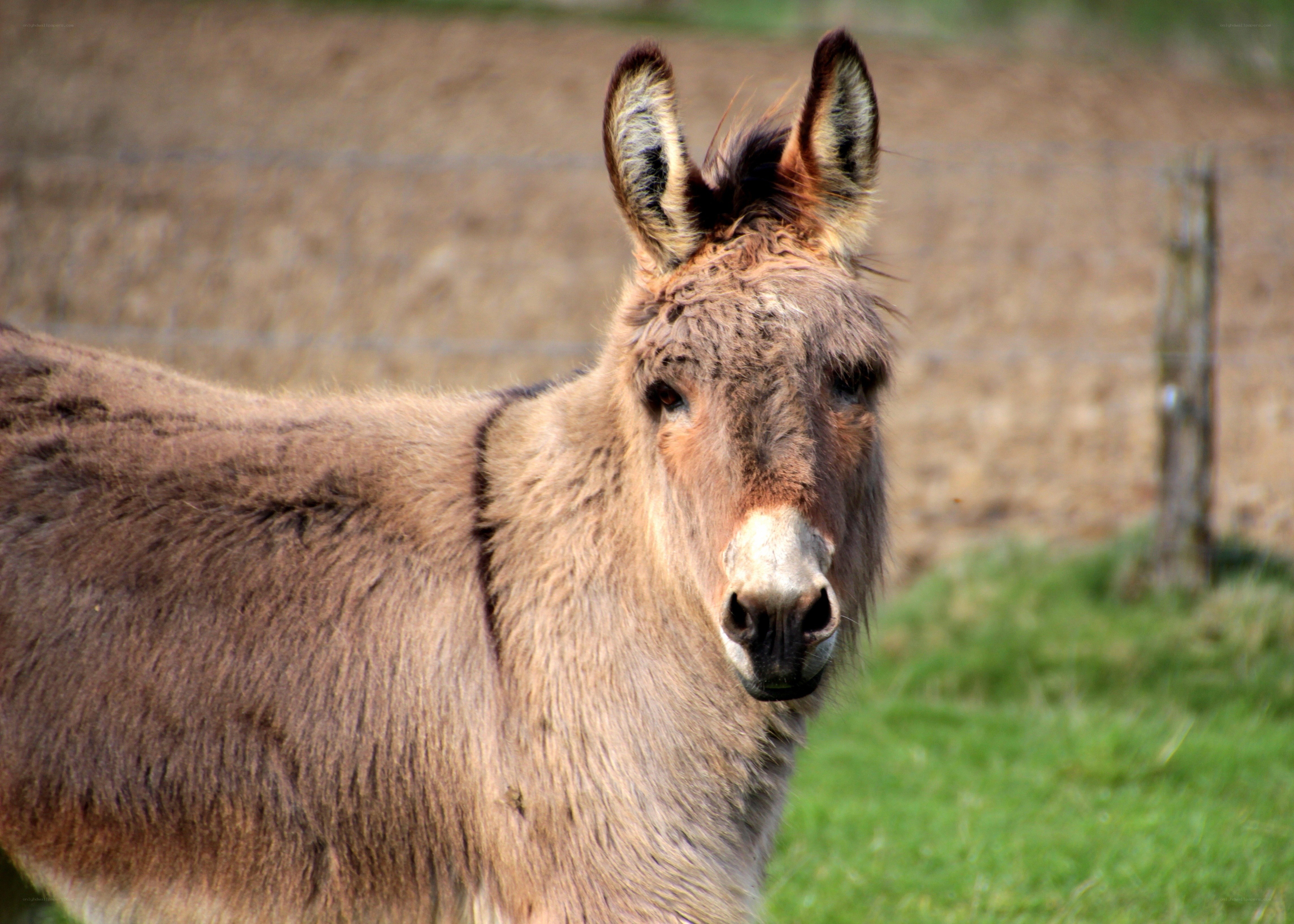 donkey in a field