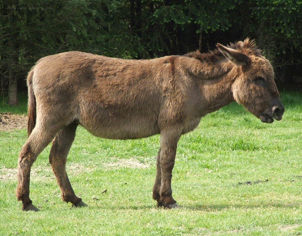 donkey in a grassy field