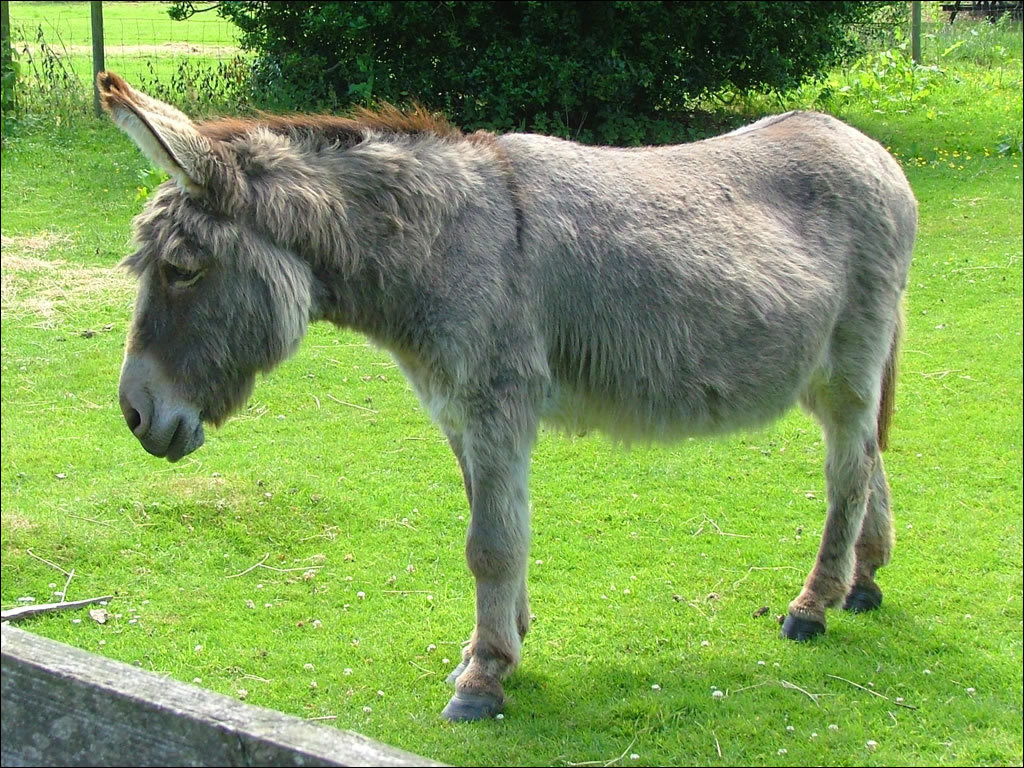 donkey in a grassy field