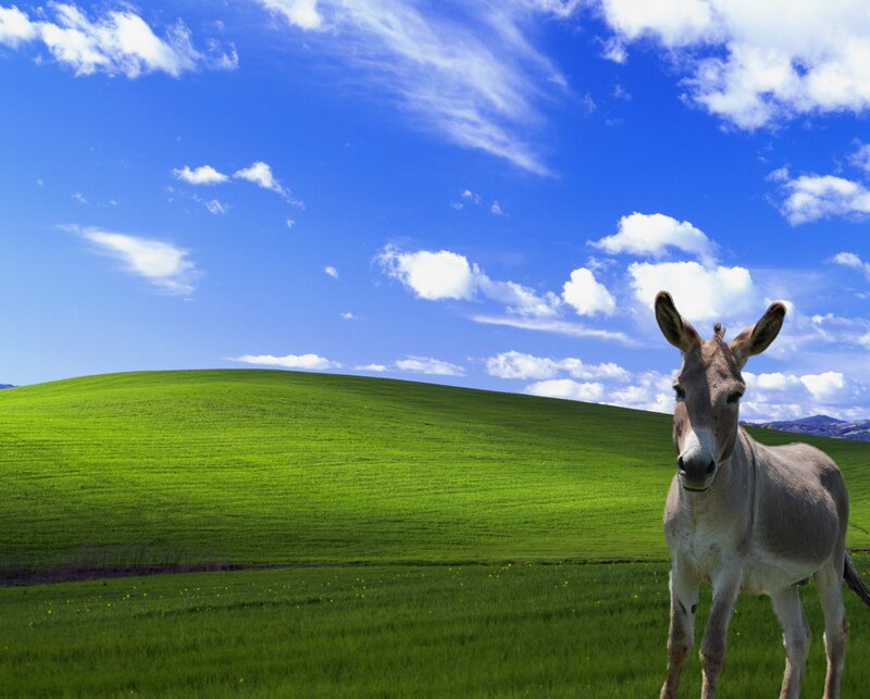 Donkey in a green field
