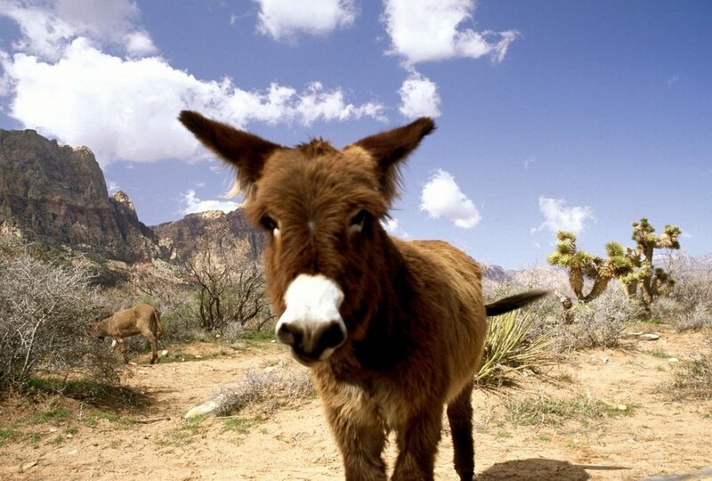 Donkey in desert landscape