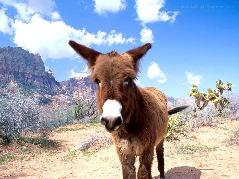 Donkey in desert landscape