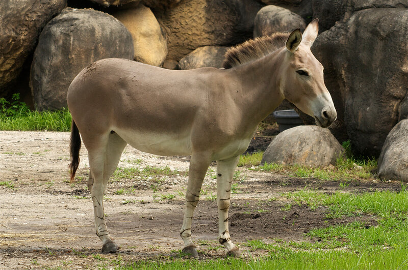 Donkey in Enclosure — Brown